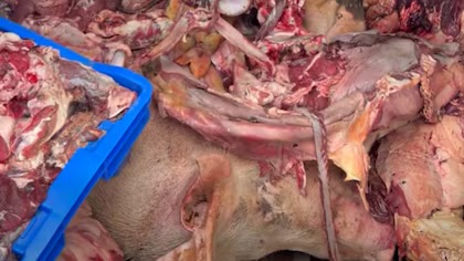 Un matadero clandestino almacenaba vísceras y carne sin condiciones sanitarias en República Dominicana